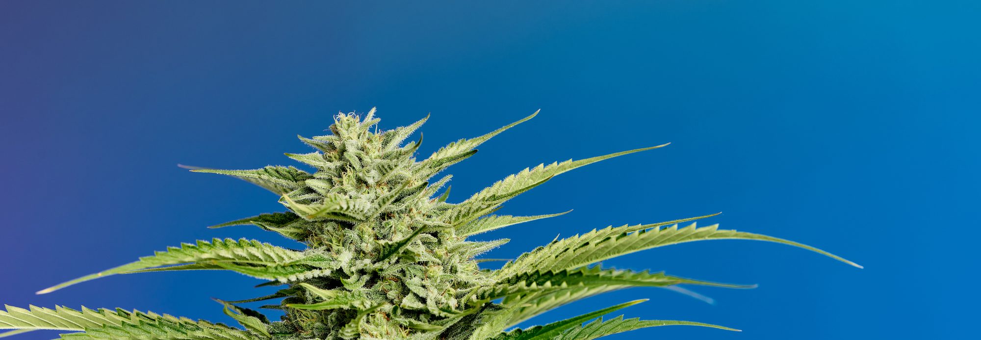 A cannabis cola in late flower against open sky.