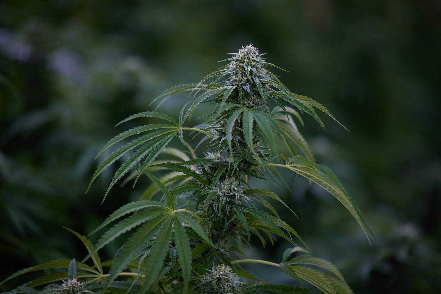 A cannabis cola in late flower, wet with dew.