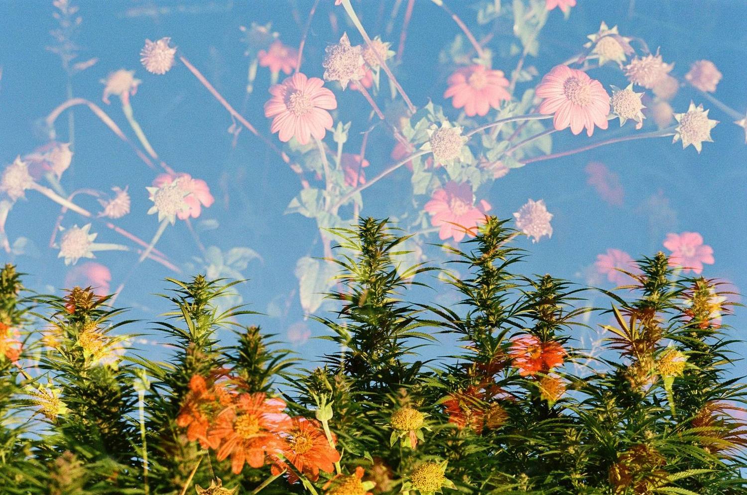 Cannabis plants in flower against open sky, overlaid with a companion planting of flowers.