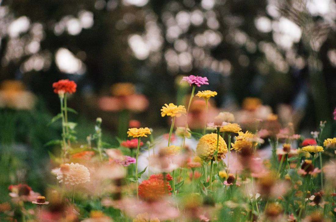 Rows of zinnias and companion flowers planted at the edge of a cannabis field.